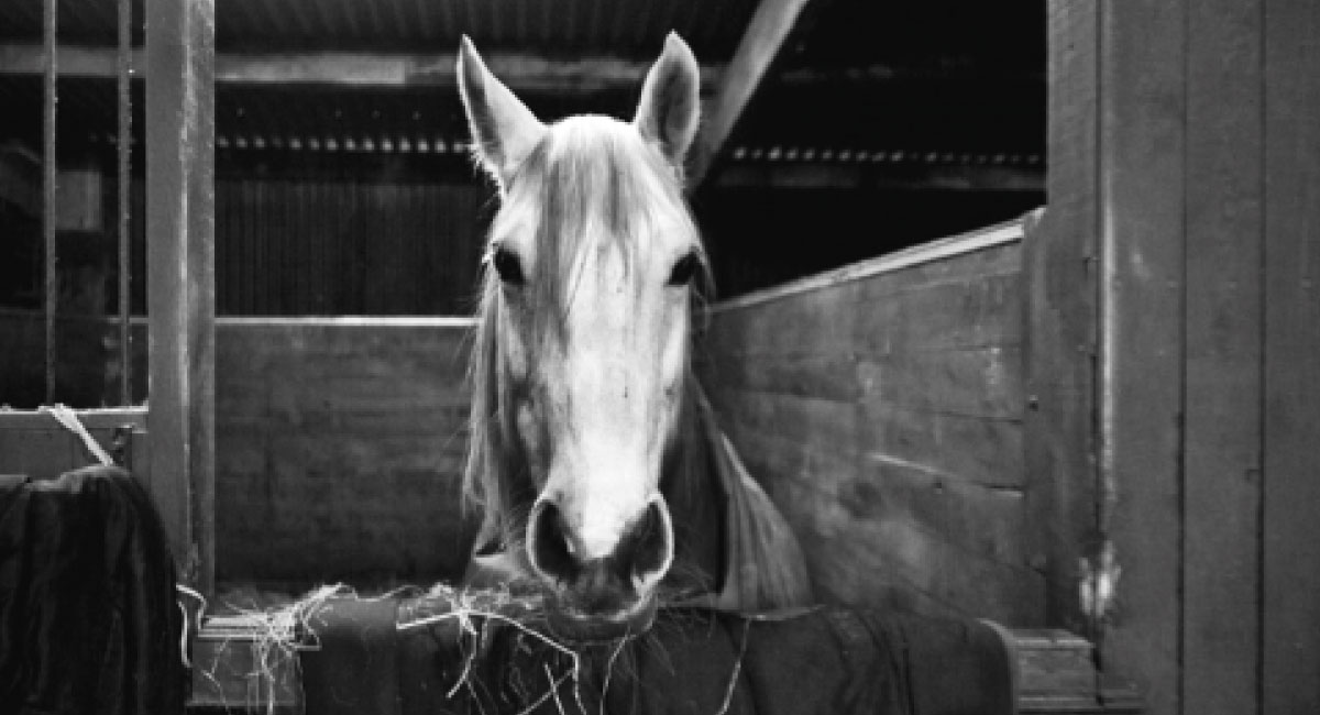 Barefoot Trimming - Horse in Stable